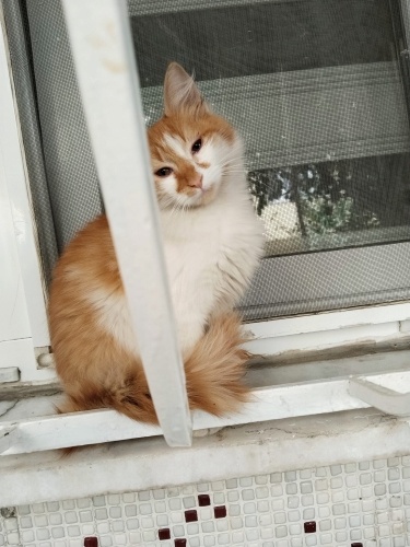 MARİYA ÇOK ÖZEL BİR CAN ÖMÜRLÜK YUVASINI ARIYORUM fotoğraf