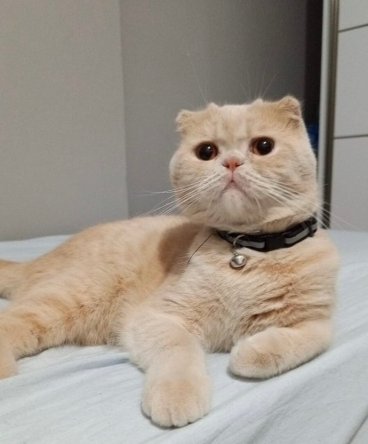 ÜCRETSİZ CİNS KEDİ SAHİPLENMEK İÇİN EN DOĞRU YERDESİNİZ! fotoğraf