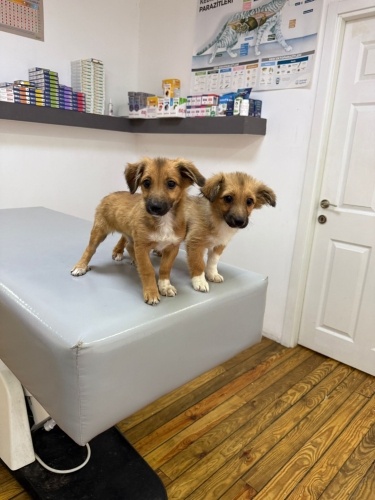 Küçük ırk kalacaklar, çok sevimli 2 yavru kardeş fotoğraf