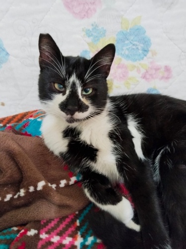 SİMON ÇOK GÜZEL BİR CAN ÖMÜRLÜK YUVASINI ARIYORUM fotoğraf