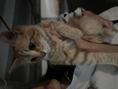 çok cana yakın kendini sevdiren bir kedi fotoğraf