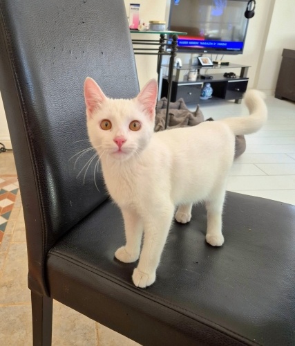 Evdeki kediler Charlie’yi hep dövüyormuş alın diyorlar😿 fotoğraf