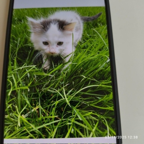 1.5 AYLIK YAVRULAR 3 KARDEŞ BAHÇEDE YAŞAM MÜCADELESİ VERİYOR ACİL YUVA fotoğraf