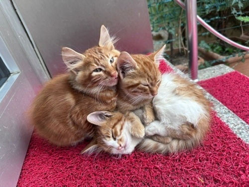 1.5 AYLIK 3 KARDEŞ SİTE KAPISINDA YAŞAM MÜCADELESİ SİTE YÖNETİMİ İSTEMİYOR fotoğraf