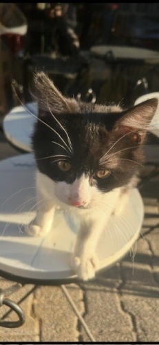 3 AYLIK ERKEK SMOKİN SİTEDE YAŞAMAYA ÇALIŞIYOR ACİL YUVA fotoğraf