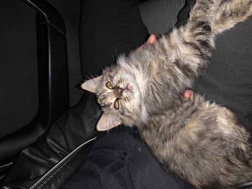 Gözümüzün önünde terkedildi fotoğraf