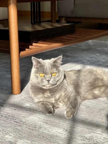 Cino Son Derece Uysal ve Uyumlu Bir Kedi fotoğraf