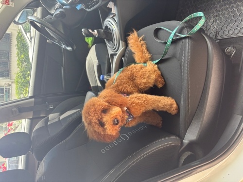 Çok sevecen ve çook uysal fotoğraf