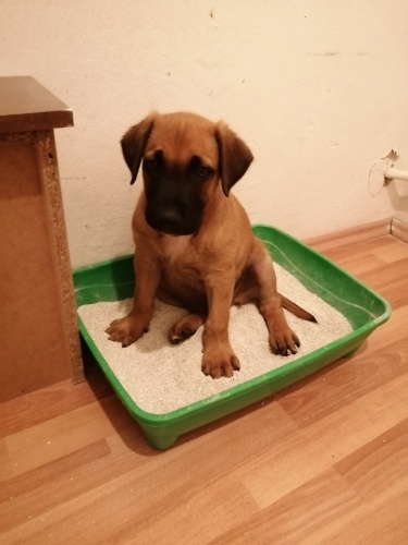 3 aylık kaybolmuş kurtarılmış durumda fotoğraf