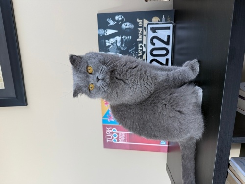 3.5 Yaşında Kısır Dişi - Scottish Fold fotoğraf