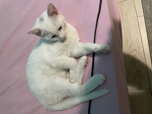 Sevimli yavru kedi (van kırması) fotoğraf