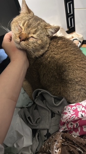 Sokaga atılmış bir kuzucuk fotoğraf