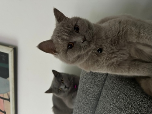 Anne ve yavrusuna ömürlük acil yuva fotoğraf