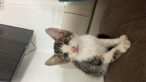 ölümden dönen yavrumuza yuva arıyoruz fotoğraf