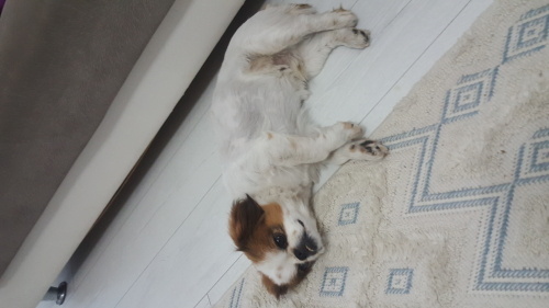 Ücretsiz Pekinez Köpek Sahiplendirme fotoğraf