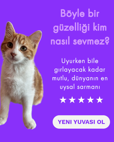 Dünya tatlısı Lucy için yeni ve kalıcı bir yuva arıyoruz.🧡 fotoğraf