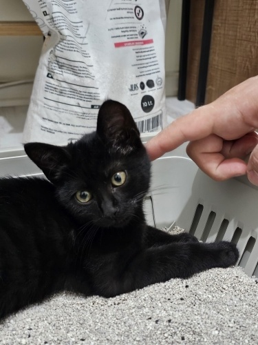 Lukimizi sahiplendiriyoruz fotoğraf