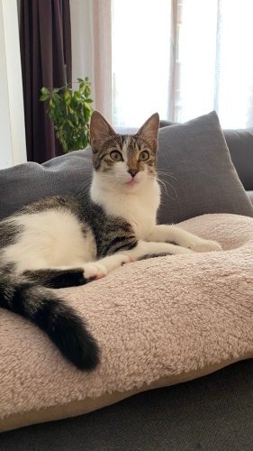 İstanbul 5,5 aylık çekik gözlü dişi yuva arıyor fotoğraf