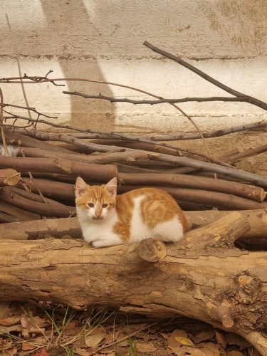 ACİL YUVA oyuncu Havuç'a yuva arıyoruz fotoğraf