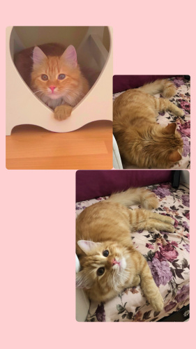 Pofuduk bir kedi fotoğraf