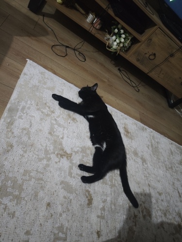 Uysal,oyuncu kedimize yuva arıyoruz fotoğraf