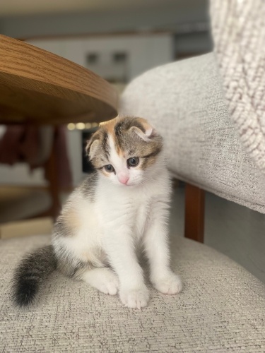 Anne tekir baba Scottish fotoğraf