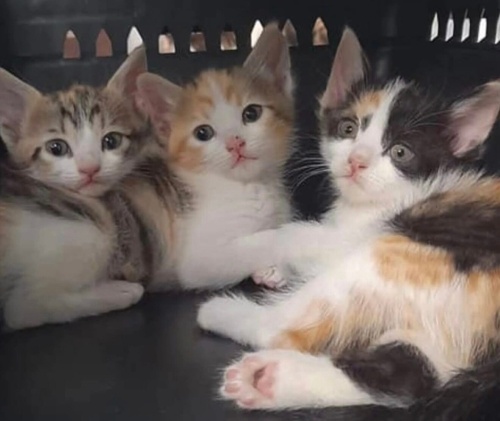 Beş kardeşe yuva arıyoruz fotoğraf