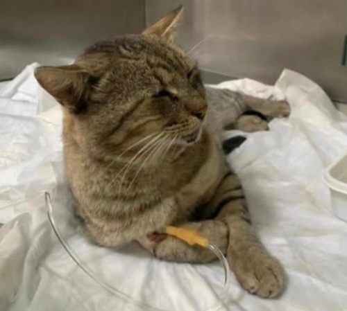 Yakışıklı yuva arıyor fotoğraf