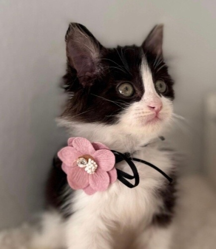 Minik kıza yuva lütfen fotoğraf