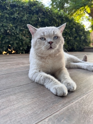 Mavi gözlü bir can fotoğraf