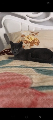 Acill ücretsiz açıklamayı oluyum lütfen fotoğraf