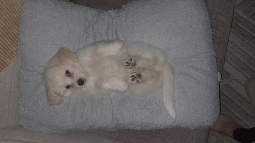 ücretsiz sahiplendirme fotoğraf