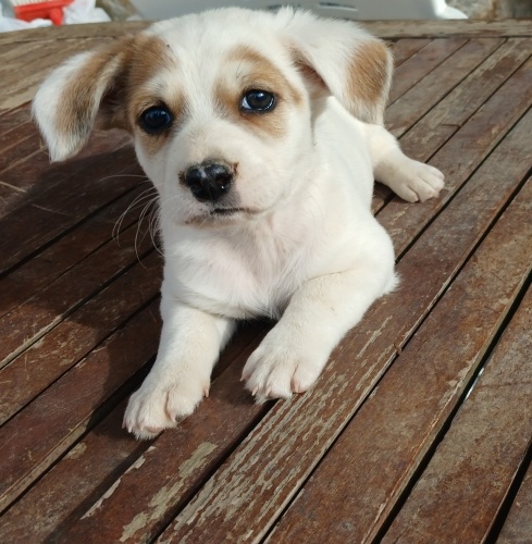 Jack Russel cinsi kızımız Vanilya fotoğraf