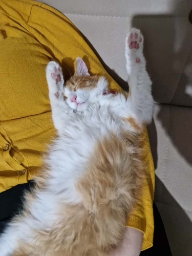 Necati gelişim çağında, ergen bir kedi. Hayliyle oldukça sevecen ve aktif. fotoğraf