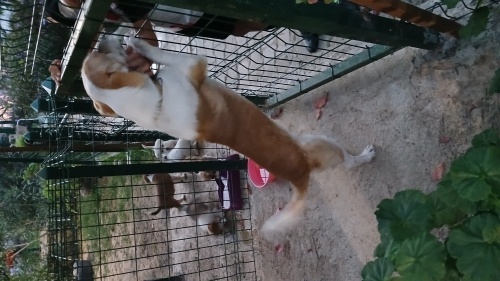 Jack Russel cinsi 2 yaşında erkek fotoğraf