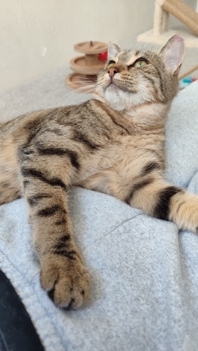 Kısır, 6,5 aylık minikler kucağınızdan hiç inmezler fotoğraf