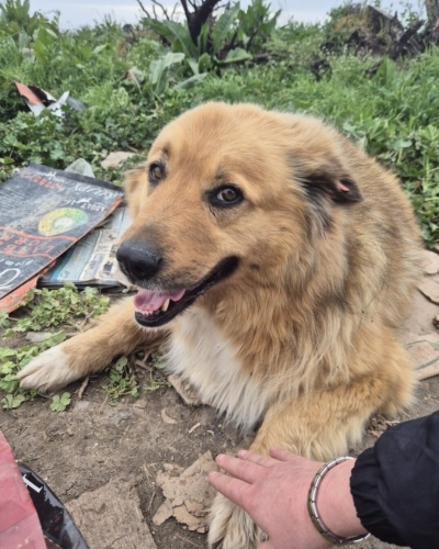 (BERNESE-BORDER COLIE) MELEZİ KISIR‼️ fotoğraf