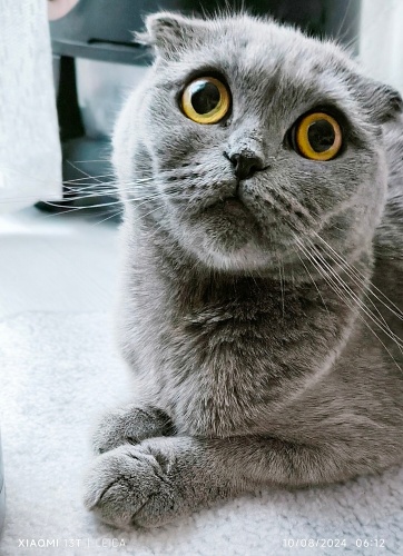 Çok uysal sevimli sakin kedimiz tamamen  ücretsiz sahiplendirilecektir fotoğraf