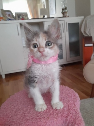 Ilayda’ya ömürlük yuva fotoğraf