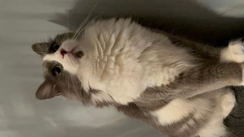 Oyun ve ilgi sever minnoş fotoğraf