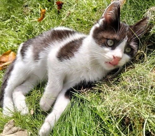 KARDEŞİ YUVALANDI MİNİK OĞLUŞ TEK KALDI ( LÜTFEN YUVA ) fotoğraf