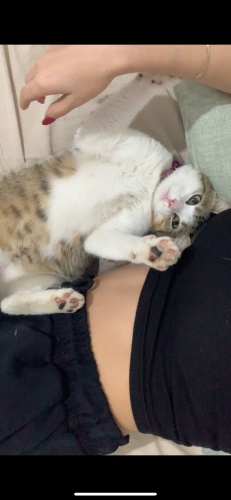 Evden kaçmış ailesini kaybetmiş yavrucak fotoğraf