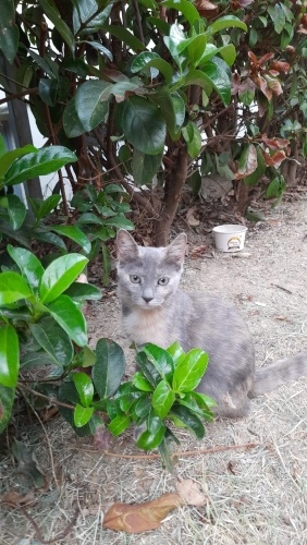 Sevimli Kedimize Sıcak Bir Yuva Arıyoruz fotoğraf