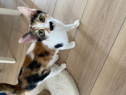 Evde büyümüş yavru kedidir. SOKAKTA YAPAMAZ, geçici yuvada sokağa bırakacaklar. fotoğraf