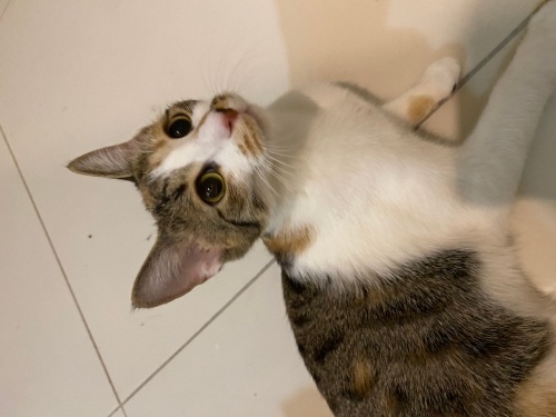 Evde büyümüş yavru kedidir. SOKAKTA YAPAMAZ, geçici yuvada sokağa bırakacaklar. fotoğraf