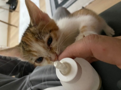 Evde büyümüş yavru kedidir. SOKAKTA YAPAMAZ, geçici yuvada sokağa bırakacaklar. fotoğraf