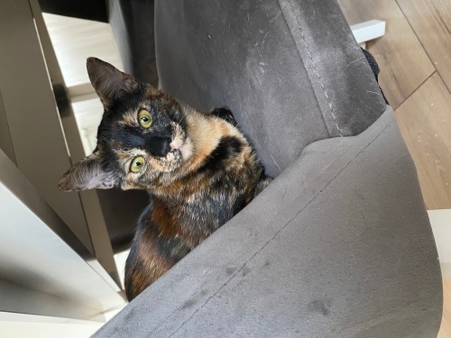 Evde büyümüş yavru kedidir. SOKAKTA YAPAMAZ, geçici yuvada sokağa bırakacaklar. fotoğraf