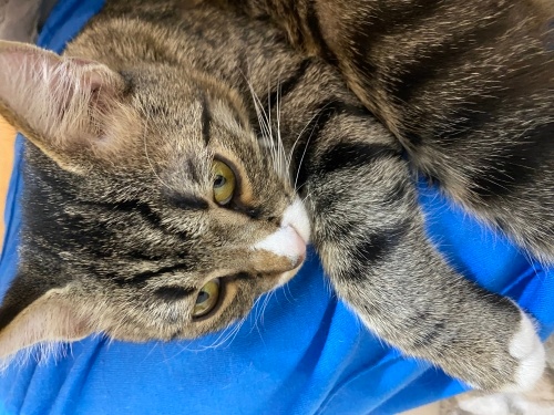 Evde büyümüş yavru kedidir. SOKAKTA YAPAMAZ, geçici yuvada sokağa bırakacaklar. fotoğraf