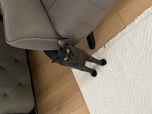 Evde büyümüş yavru kedidir. SOKAKTA YAPAMAZ, geçici yuvada sokağa bırakacaklar. fotoğraf