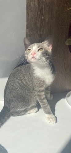 Acil yuva aranıyor fotoğraf